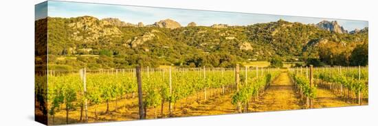 View of vineyard and mountainous background near Arzachena, Sardinia, Italy, Mediterranean, Europe-Frank Fell-Premier Image Canvas