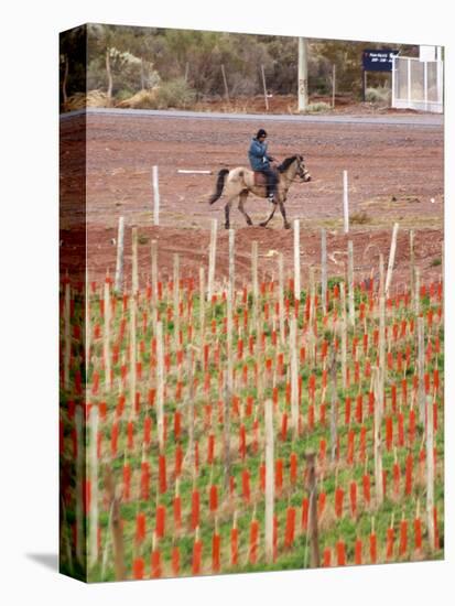 View of Vineyards and Mountain, Bodega Del Anelo Winery, Finca Roja, Neuquen, Patagonia, Argentina-Per Karlsson-Premier Image Canvas