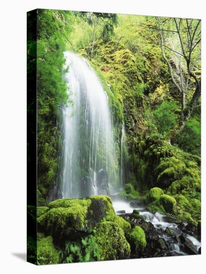 View of Waterfall, Columbia River Gorge, Mt Hood National Forest, Oregon, USA-Stuart Westmorland-Premier Image Canvas