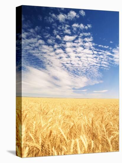 View of Wheat Field, Palouse, Washington State, USA-Stuart Westmorland-Premier Image Canvas