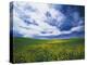 View of Wild Mustard Flowers Field, Washington, USA-Adam Jones-Premier Image Canvas