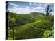 View over Tea Plantations, Near Munnar, Kerala, India, Asia-Stuart Black-Premier Image Canvas