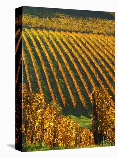 View Over the Vineyards in Bergerac, Chateau Belingard, Bergerac, Dordogne, France-Per Karlsson-Premier Image Canvas