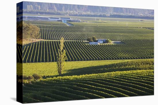 View over typical vineyards in the Wairau Valley, early morning, Renwick, near Blenheim, Marlboroug-Ruth Tomlinson-Premier Image Canvas