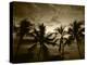 View Palm Trees on Beach, Big Islands, Kona, Hawaii, USA-Stuart Westmorland-Premier Image Canvas