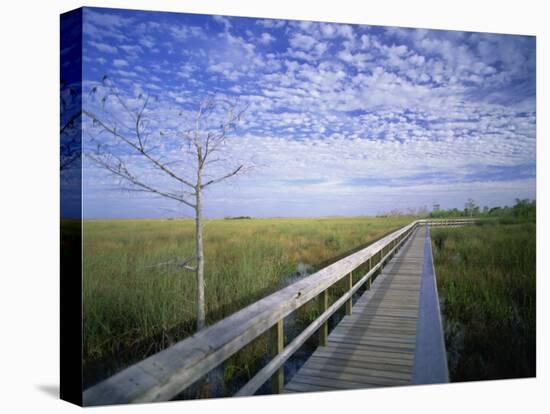 Viewing Walkway, Everglades National Park, Florida, United States of America, North America-Nigel Francis-Premier Image Canvas