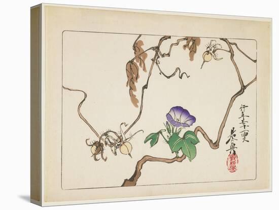 Vine and Seeds of Morning Glory, 1877-Shibata Zeshin-Premier Image Canvas