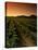 Vine Crop in a Vineyard, Usibelli Vineyards, Napa Valley, California, USA-null-Premier Image Canvas