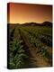 Vine Crop in a Vineyard, Usibelli Vineyards, Napa Valley, California, USA-null-Premier Image Canvas