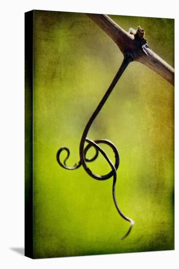 Vine Curl 1-Jessica Rogers-Premier Image Canvas