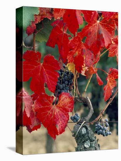 Vine in Autumn, St. Emilion, Bordeaux, France-Adam Woolfitt-Premier Image Canvas