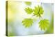 Vine Maple II-Kathy Mahan-Stretched Canvas