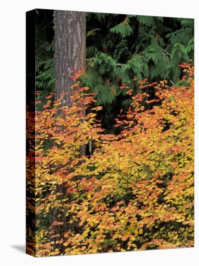 Vine Maple, Mt. Rainier National Park, Washington, USA-William Sutton-Premier Image Canvas