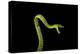 Vine Snake, Mashpi Lodge, Reserva Mashpi Amagusa, Pichincha, Ecuador, South America-Ben Pipe-Premier Image Canvas