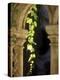 Vine Tendrils on Old Pillars, Chateau Valmagne, Languedoc-Joerg Lehmann-Premier Image Canvas