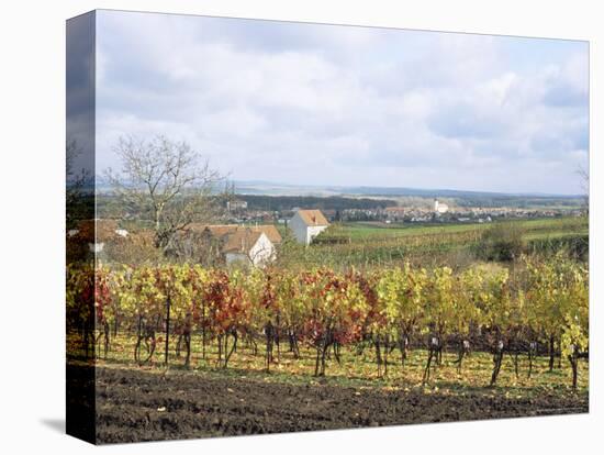 Vines at Vineyard in Autumn, Brnensko, Czech Republic-Richard Nebesky-Premier Image Canvas