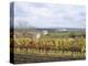 Vines at Vineyard in Autumn, Brnensko, Czech Republic-Richard Nebesky-Premier Image Canvas