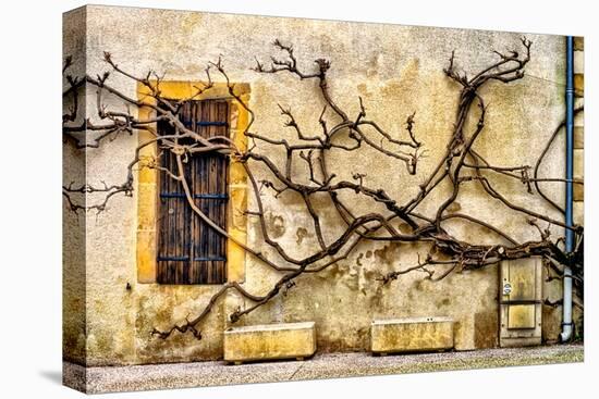 Vines Of Navarrenx-Colby Chester-Premier Image Canvas