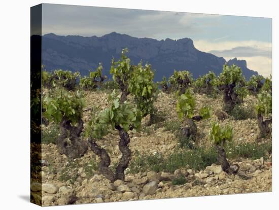 Vineyard along the San Vicente to Banos de Ebro Road, La Rioja, Spain-Janis Miglavs-Premier Image Canvas