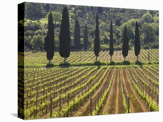 Vineyard and Cypress Trees, San Antimo, Tuscany, Italy, Europe-Lee Frost-Premier Image Canvas