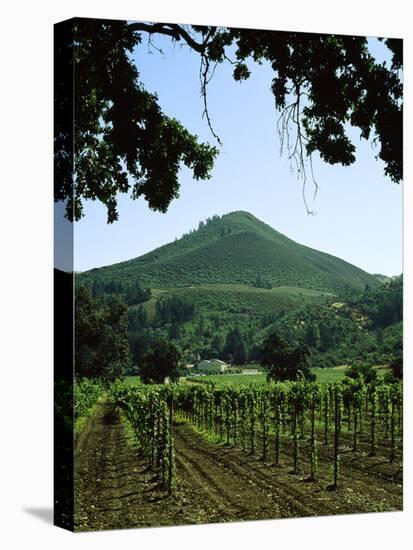 Vineyard at Chateau St. Jean Winery, Kenwood, Sonoma County, California, USA-null-Premier Image Canvas