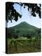 Vineyard at Chateau St. Jean Winery, Kenwood, Sonoma County, California, USA-null-Premier Image Canvas