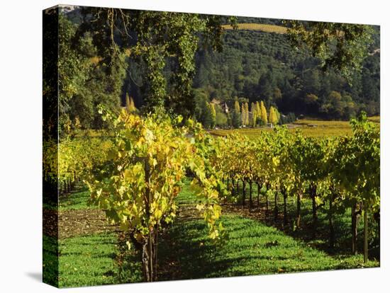 Vineyard at Chateau St. Jean Winery, Kenwood, Sonoma County, California, USA-null-Premier Image Canvas