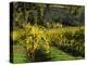 Vineyard at Chateau St. Jean Winery, Kenwood, Sonoma County, California, USA-null-Premier Image Canvas