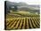 Vineyard at Domaine Carneros Winery, Sonoma Valley, California, USA-null-Premier Image Canvas