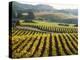 Vineyard at Domaine Carneros Winery, Sonoma Valley, California, USA-null-Premier Image Canvas