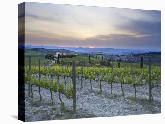 Vineyard at Sunset Above the Village of Torrenieri, Near San Quirico D'Orcia, Tuscany-Lee Frost-Premier Image Canvas