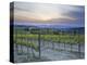 Vineyard at Sunset Above the Village of Torrenieri, Near San Quirico D'Orcia, Tuscany-Lee Frost-Premier Image Canvas