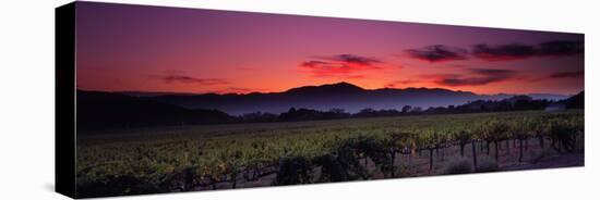 Vineyard at Sunset, Napa Valley, California, USA-null-Premier Image Canvas