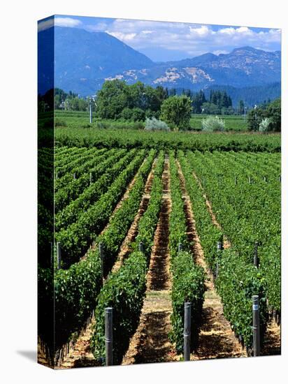 Vineyard, Calistoga, Napa Valley, California-John Alves-Premier Image Canvas