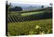 Vineyard, Chinon, Indre Et Loire, Centre, France, Europe-Nathalie Cuvelier-Premier Image Canvas