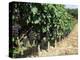 Vineyard, Gaillac, France-Robert Cundy-Premier Image Canvas