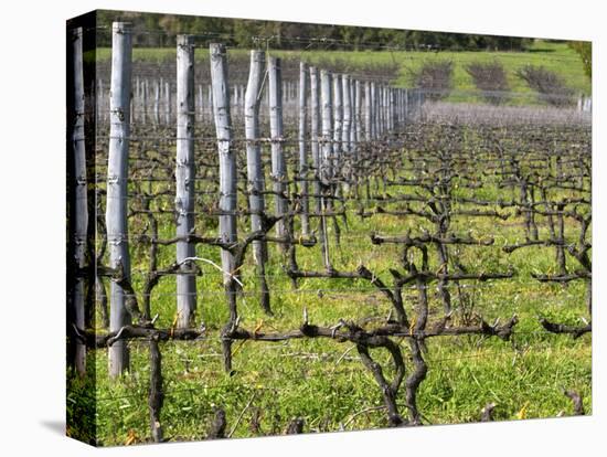 Vineyard in Cordon Royat, Bodega Pisano Winery, Progreso, Uruguay-Per Karlsson-Premier Image Canvas