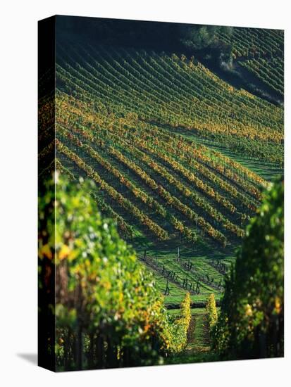 Vineyard in Entre-Deux-Mers Area-Owen Franken-Premier Image Canvas