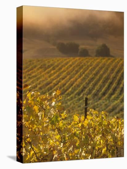 Vineyard in northern California, Sonoma, California, USA-Alan Klehr-Premier Image Canvas