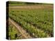 Vineyard in the Bordeaux Region, Gironde, Aquitaine, France-Peter Richardson-Premier Image Canvas