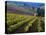 Vineyard in the Willamette Valley, Oregon, USA-Janis Miglavs-Premier Image Canvas