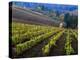 Vineyard in the Willamette Valley, Oregon, USA-Janis Miglavs-Premier Image Canvas