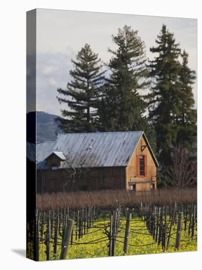 Vineyard in Winter, Rutherford, Napa Valley Wine Country, Northern California, Usa-Walter Bibikow-Premier Image Canvas