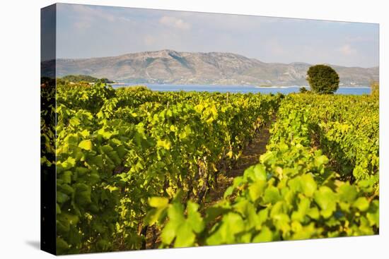 Vineyard, Lumbarda, Korcula Island, Dalmatian Coast, Adriatic, Croatia, Europe-Matthew Williams-Ellis-Premier Image Canvas