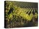 Vineyard, Napa, Napa Valley, California, USA-Walter Bibikow-Premier Image Canvas