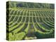 Vineyard Near Monbazillac, Dordogne, Aquitaine, France-Michael Busselle-Premier Image Canvas