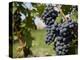 Vineyard Near Parma, Emilia Romagna, Italy, Europe-Frank Fell-Premier Image Canvas