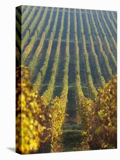 Vineyard of Oremus Winery, Tolcsva, Hungary-Herbert Lehmann-Premier Image Canvas