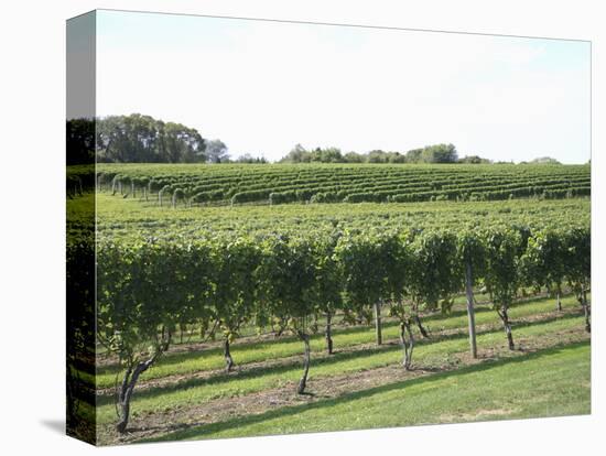 Vineyard of Winery, the Hamptons, Long Island, New York, United States of America, North America-Wendy Connett-Premier Image Canvas