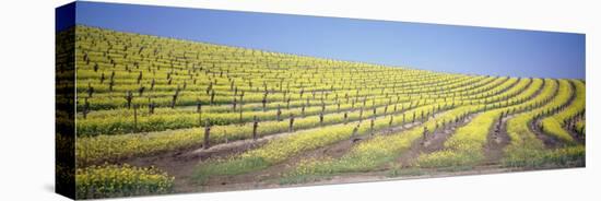 Vineyard on a Hill, Napa Valley, California, USA-null-Premier Image Canvas